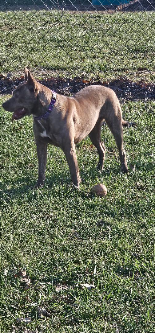 GOOSE, Adoptable, Young Female Mixed Breed.