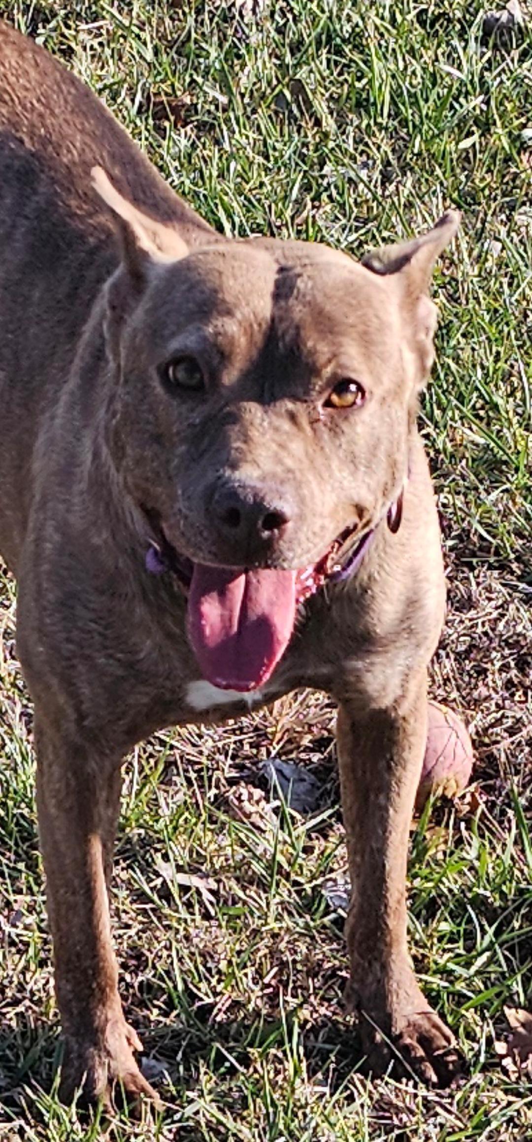 GOOSE, Adoptable, Young Female Mixed Breed.