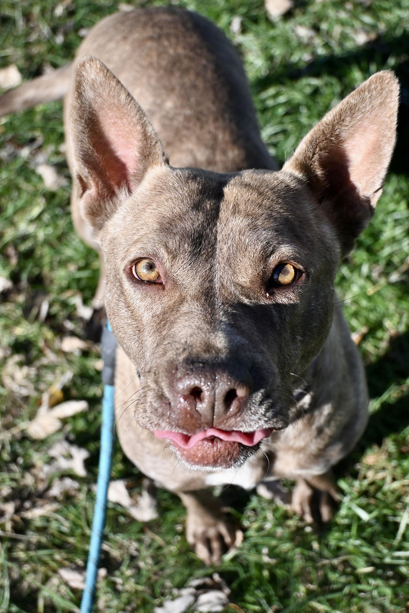 GOOSE, a Adoptable Mixed Breed in Du Quoin, IL image 2/3