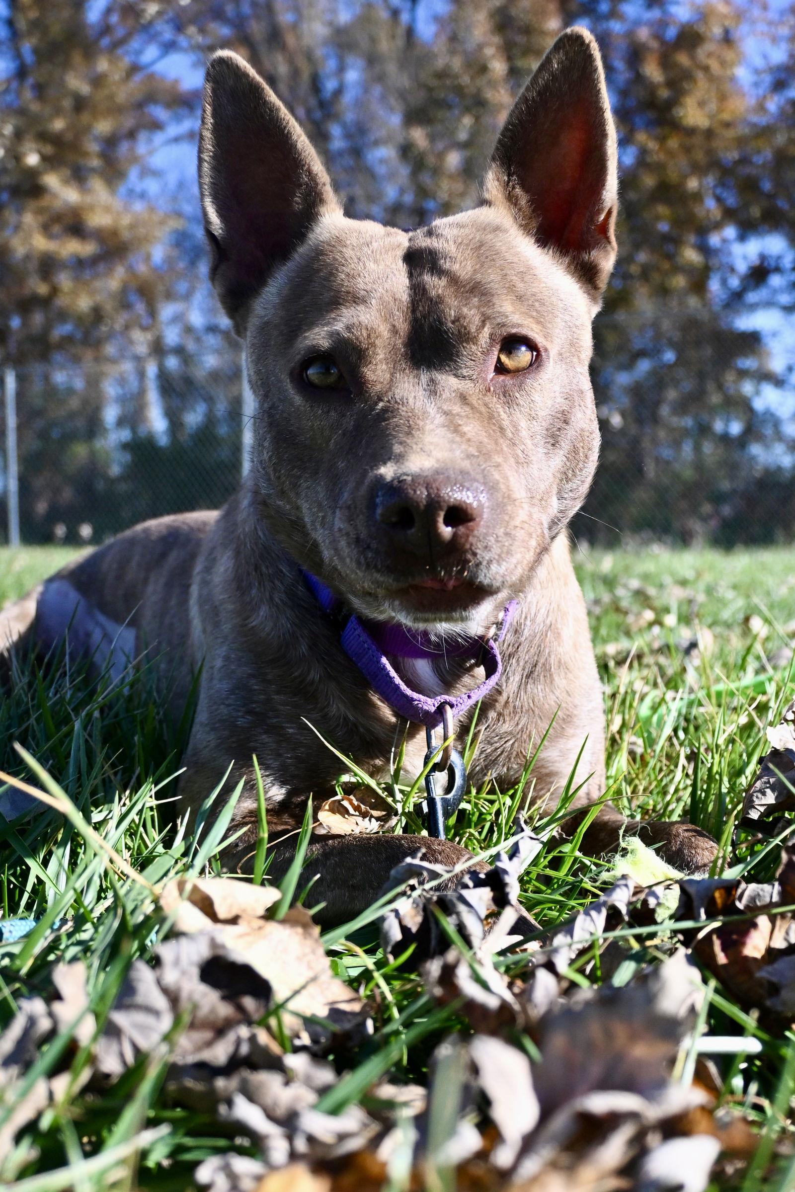 GOOSE, a Adoptable Mixed Breed in Du Quoin, IL image 3/3
