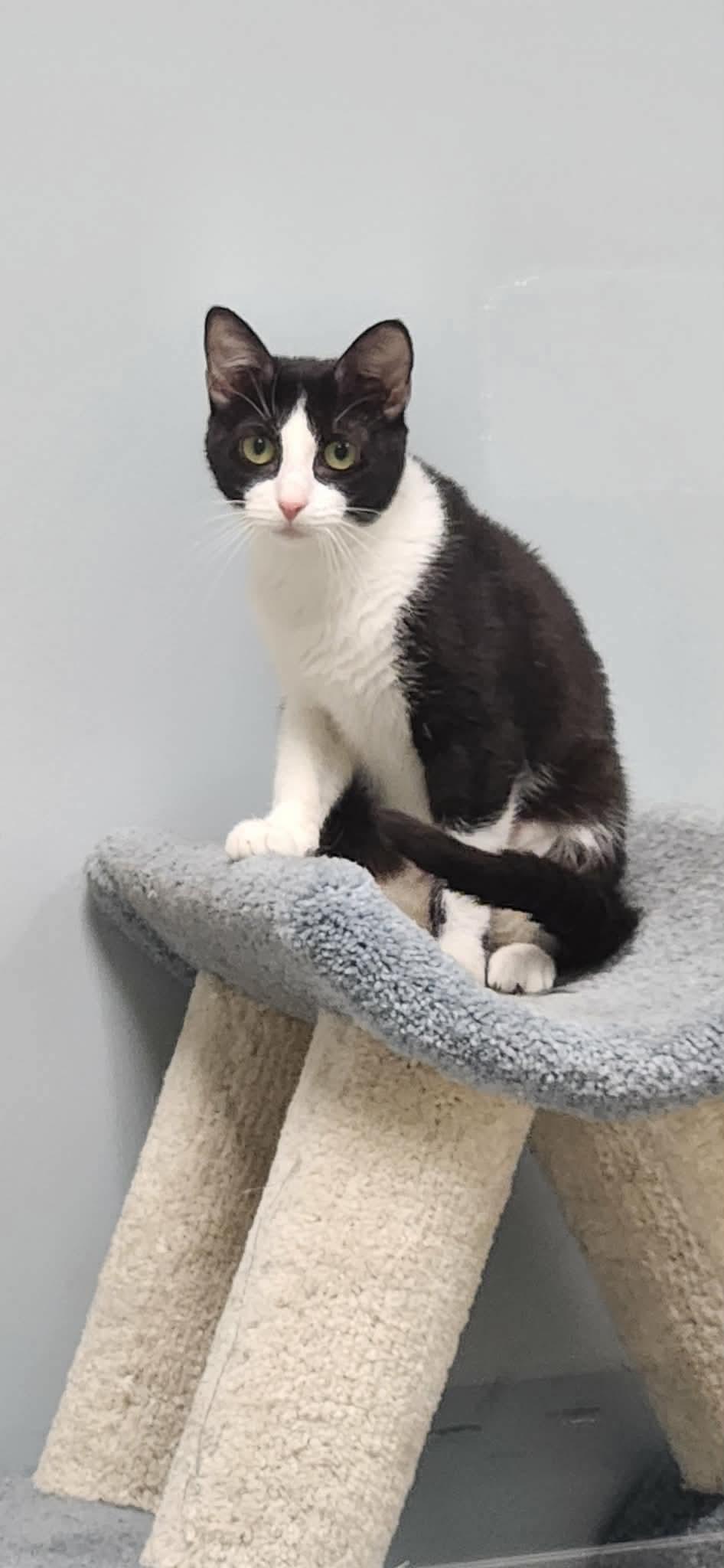 Enlarge Sunny, an adopted mixed breed in Chambersburg, PA image 1/1