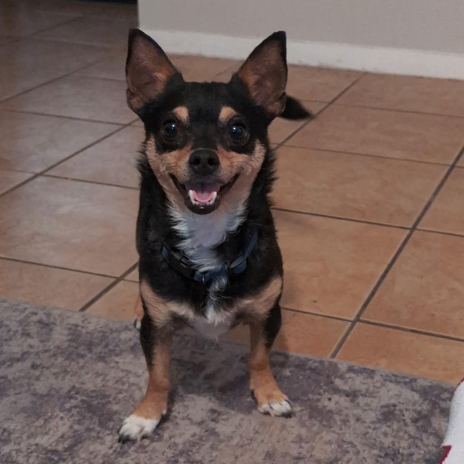 Draco, ADOPTABLE, Young Male Chiweenie.