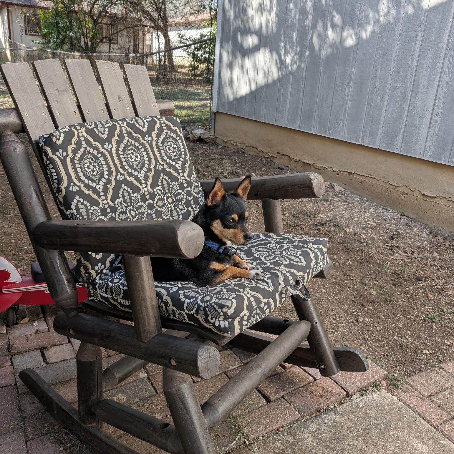 Enlarge Draco, a ADOPTABLE Chiweenie in Bandera, TX image 5/6