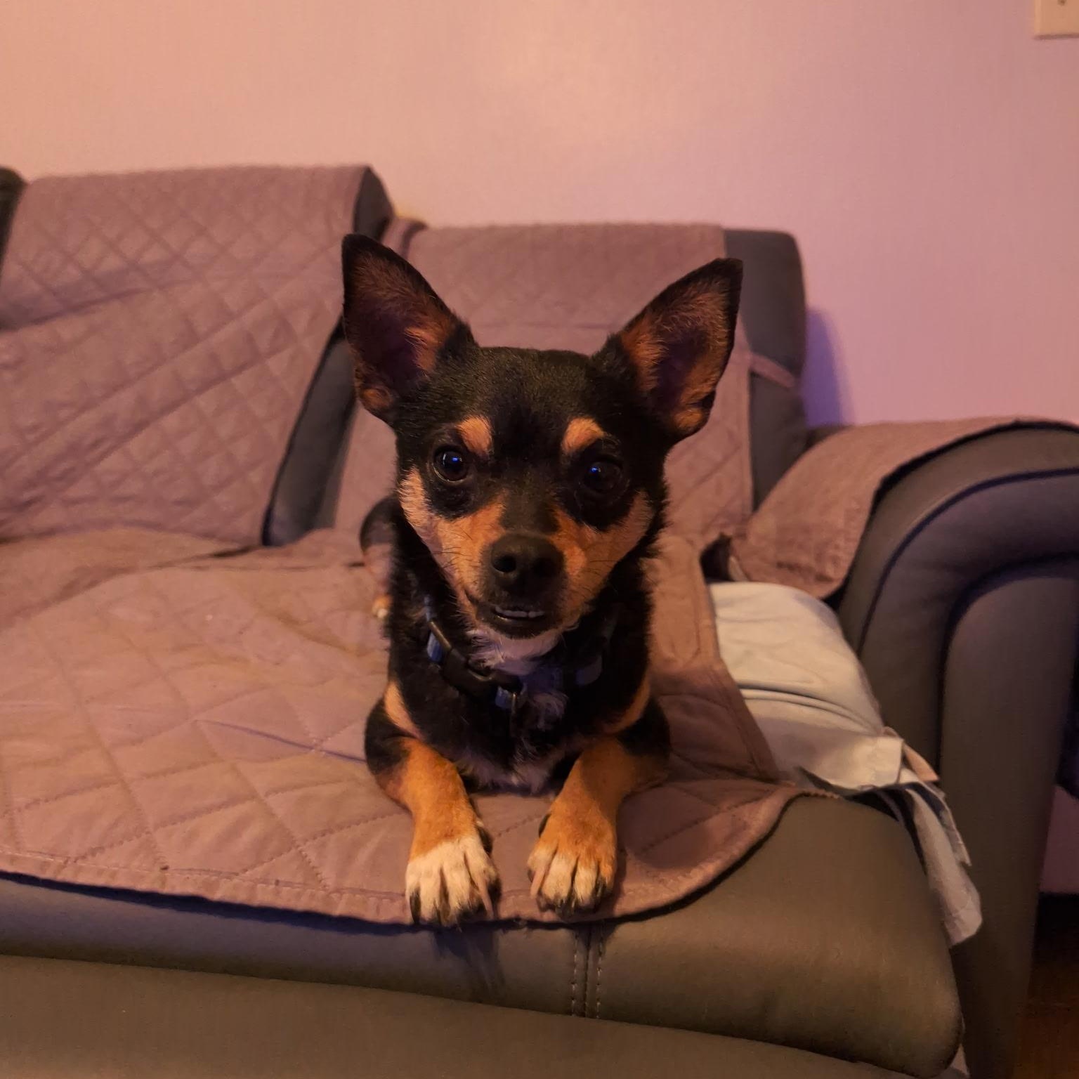 Enlarge Draco, a ADOPTABLE Chiweenie in Bandera, TX image 6/6
