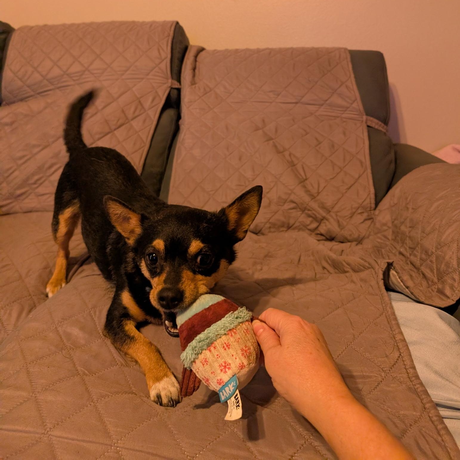 Enlarge Draco, a ADOPTABLE Chiweenie in Bandera, TX image 4/6