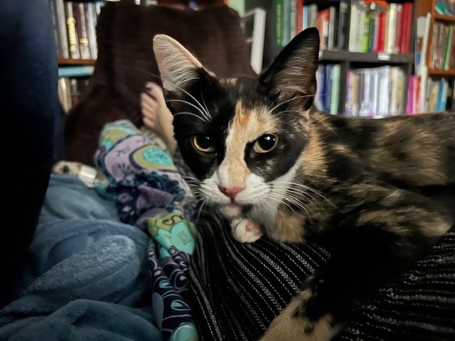 ANNA, Baby Female Calico