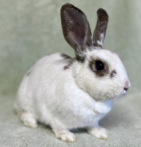 Fortuna, Adoptable, Adult Female Hotot & Mini Rex.