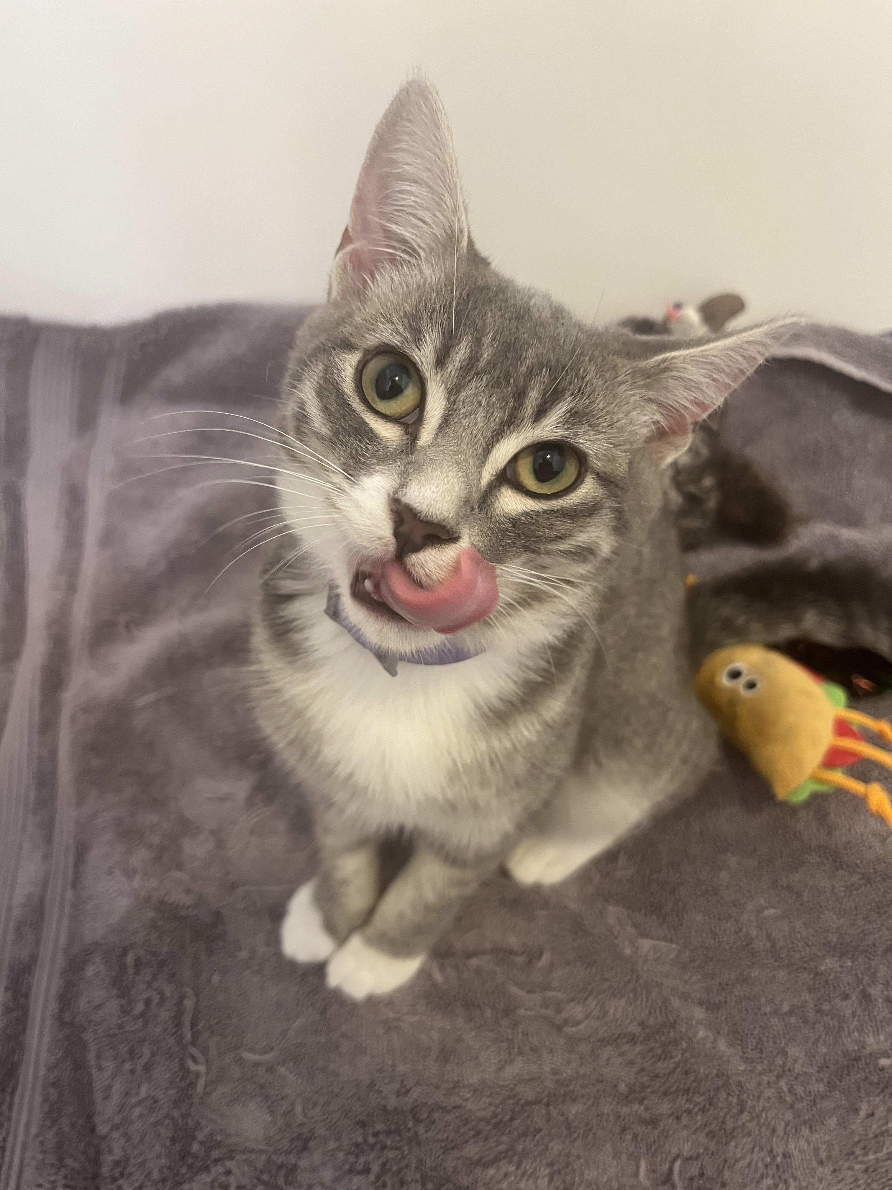 Enlarge Misty, a Adoptable mixed breed in Houston, TX image 1/5