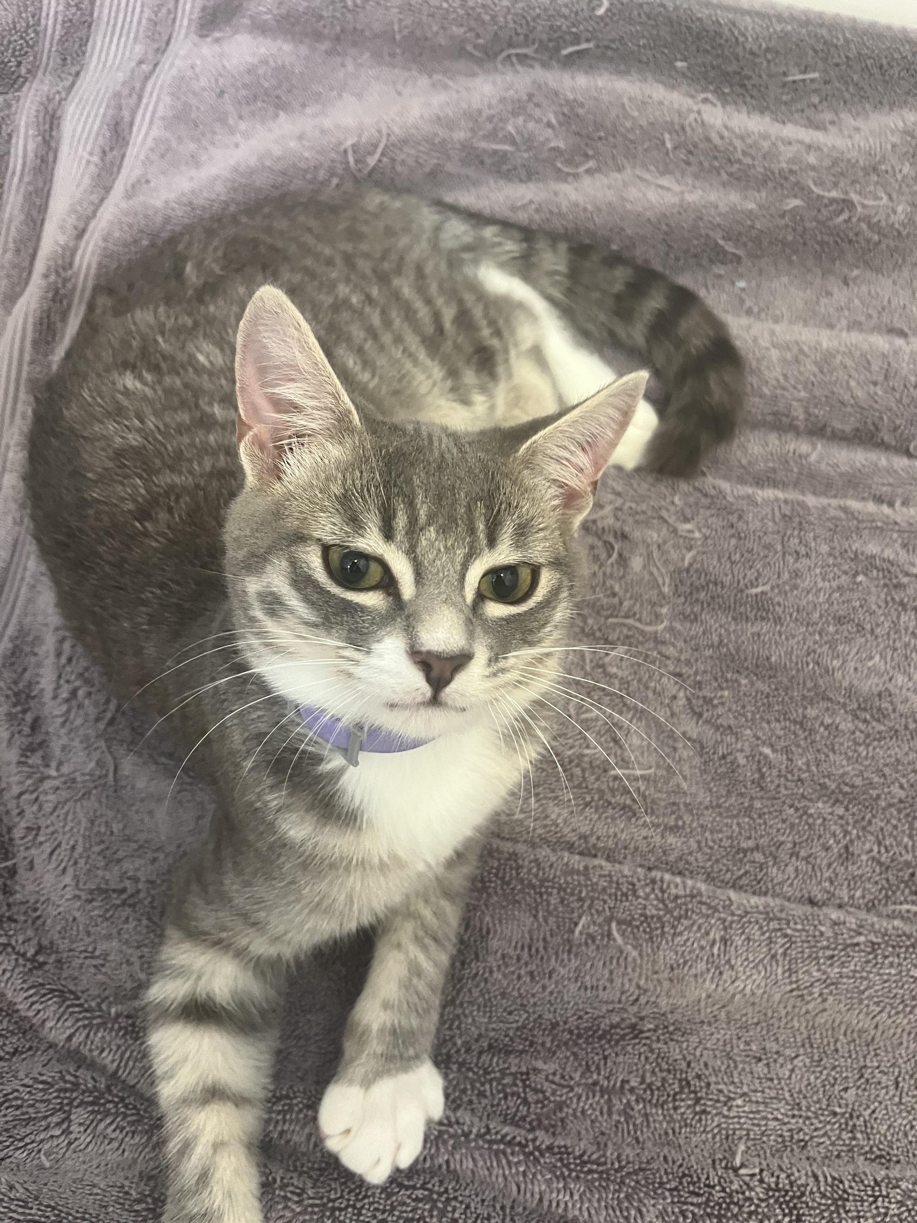 Enlarge Misty, a Adoptable mixed breed in Houston, TX image 3/5