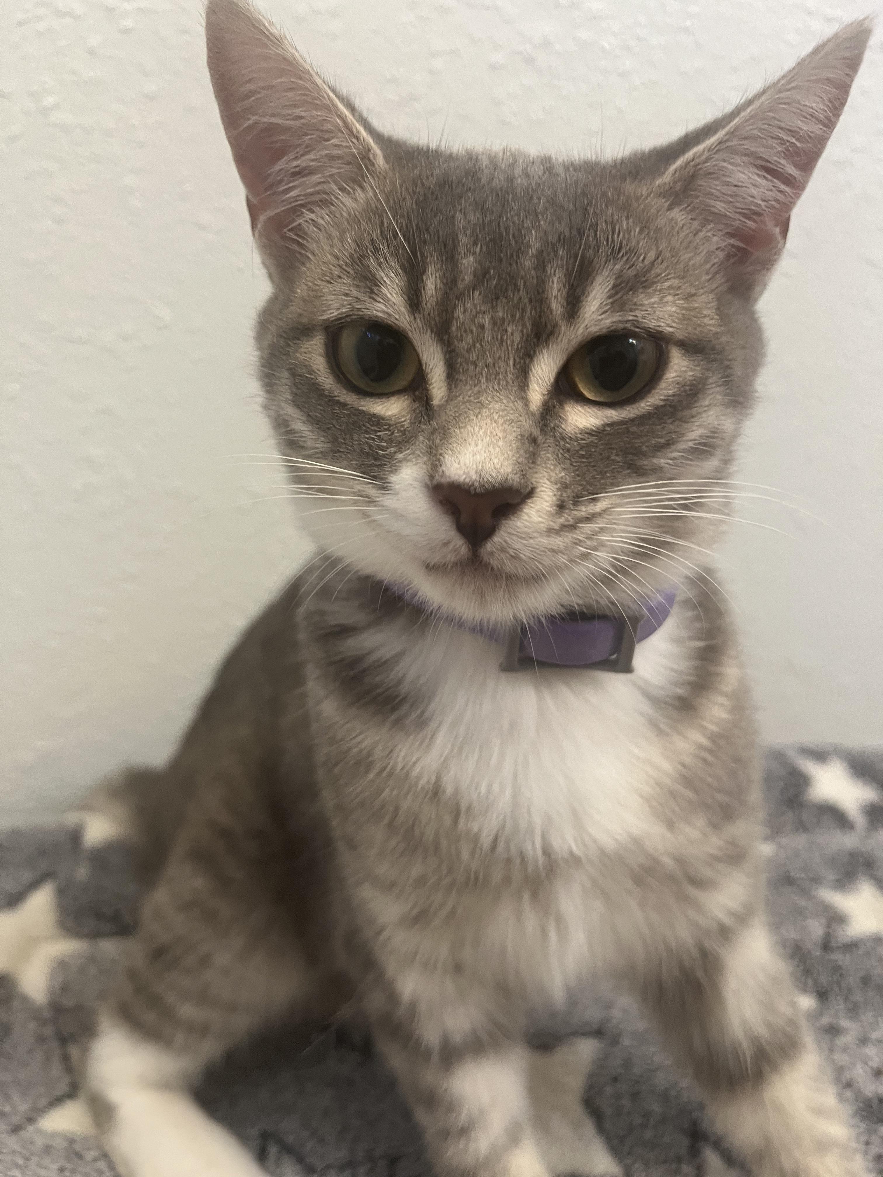 Enlarge Misty, a Adoptable mixed breed in Houston, TX image 5/5