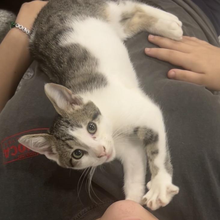 Macaroon, Adoptable, Kitten Male Domestic Short Hair.
