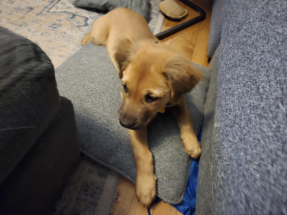 Simba Pride, a Adoptable mixed breed in Waunakee, WI image 1/6