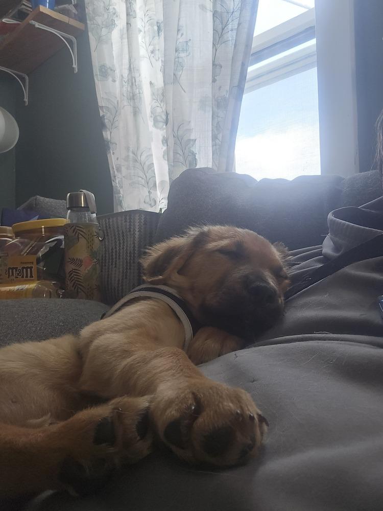 Simba Pride, a Adoptable mixed breed in Waunakee, WI image 3/6