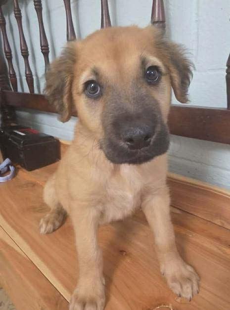 Simba Pride, a Adoptable mixed breed in Waunakee, WI image 4/6