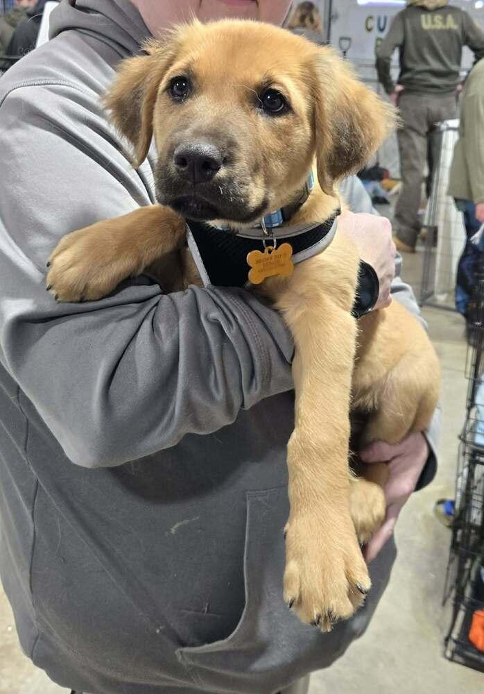 Simba Pride, a Adoptable mixed breed in Waunakee, WI image 5/6