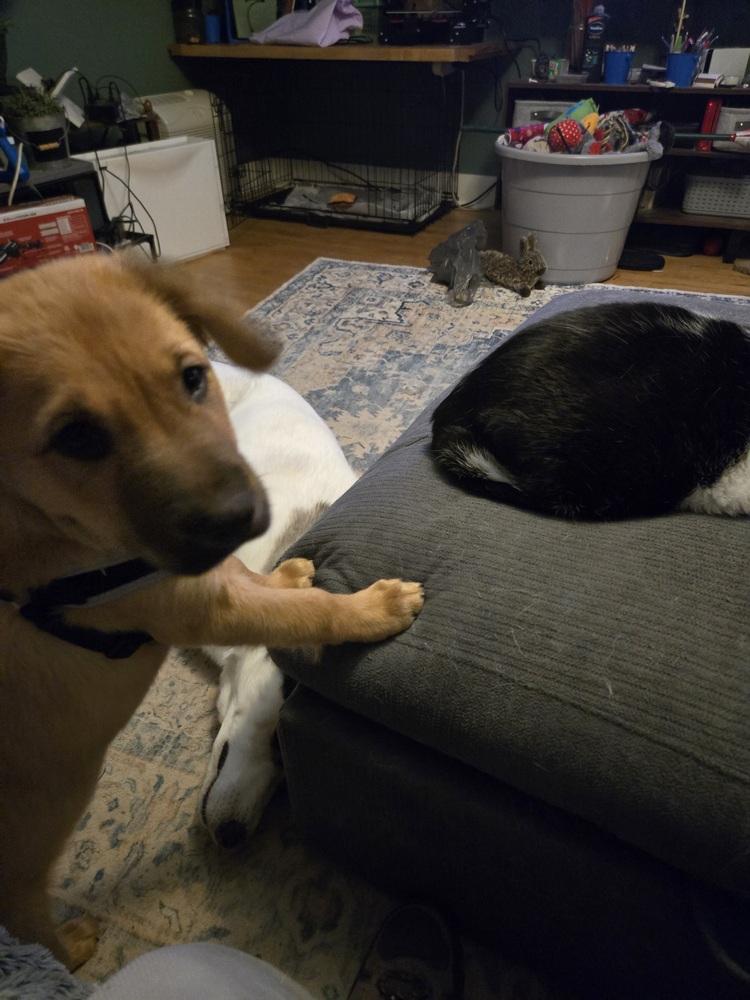 Simba Pride, a Adoptable mixed breed in Waunakee, WI image 6/6