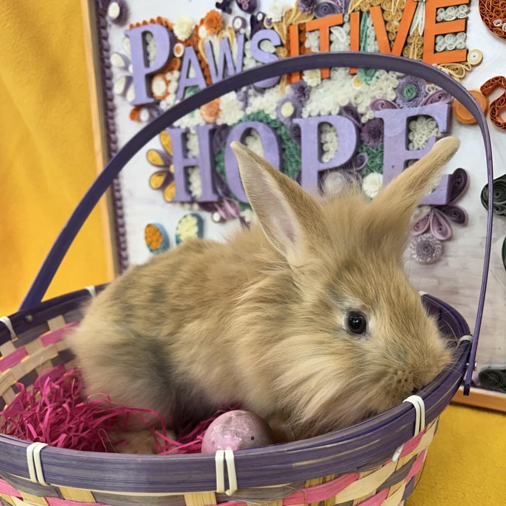 Enlarge Curly, a Adoptable Bunny Rabbit in North Canton, OH image 1/1
