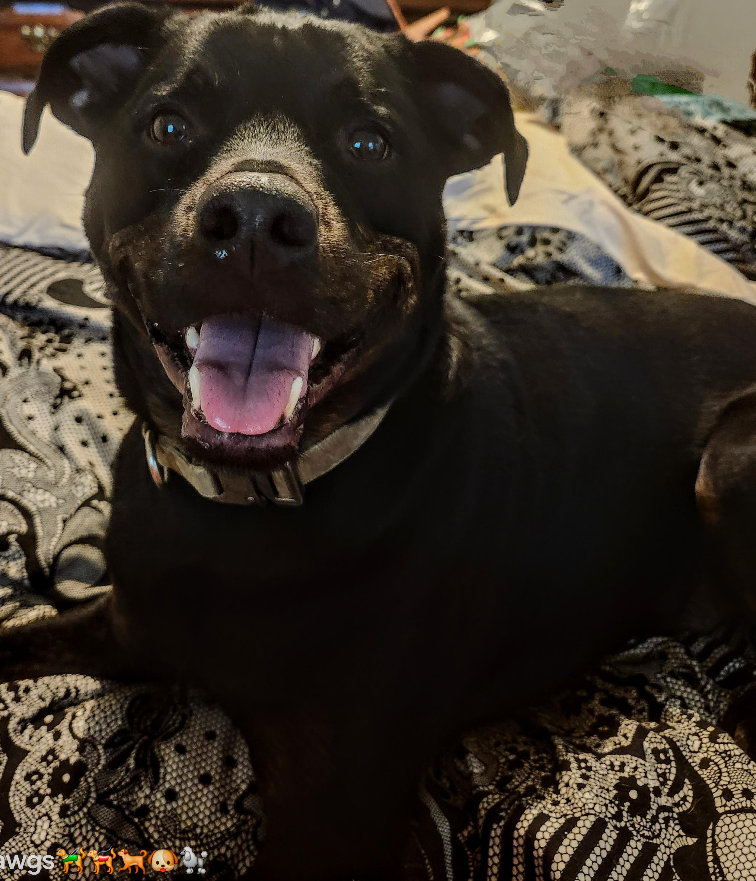 Enlarge Kobe, a Adopted mixed breed in Mechanicsburg, PA image 2/3