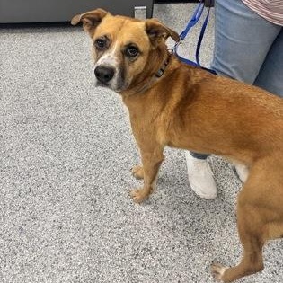 Enlarge Duncan, a ADOPTABLE Mixed Breed in Converse, TX image 1/1