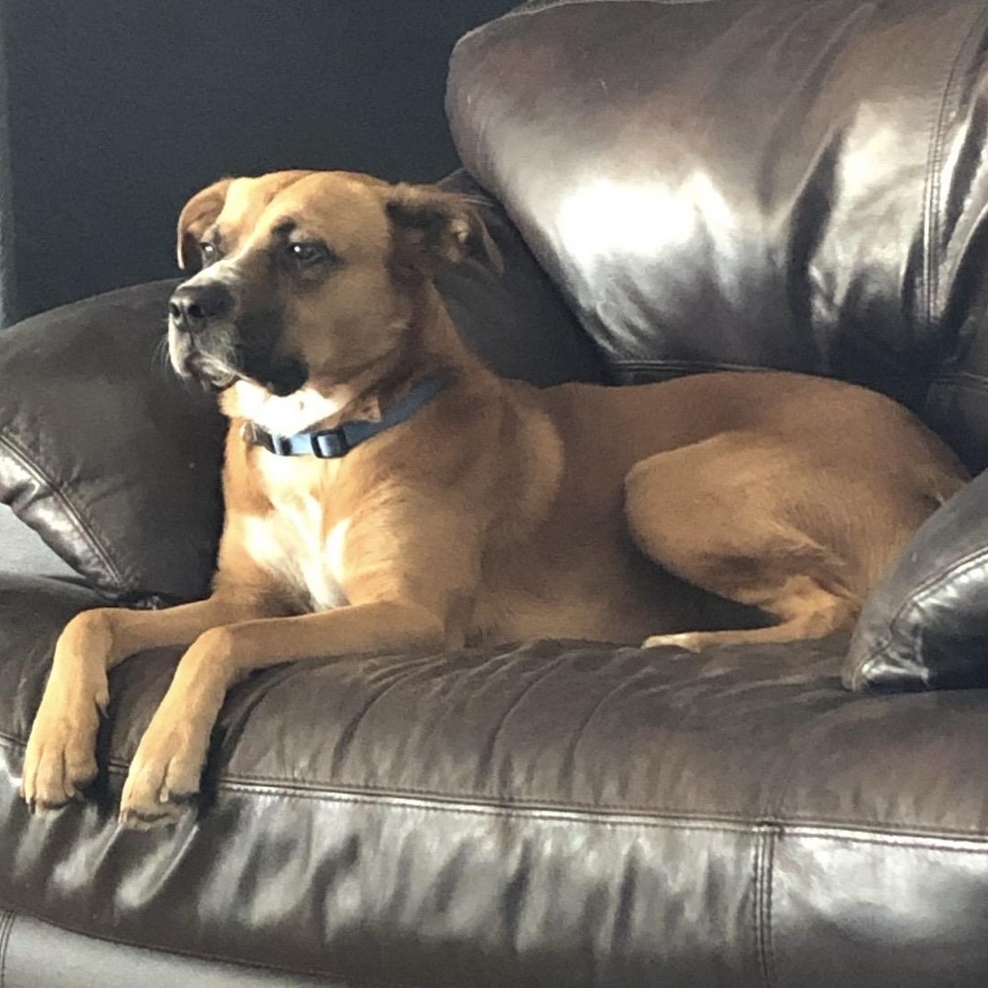 Enlarge Duncan, an adoptable Mixed Breed in Converse, TX image 1/6