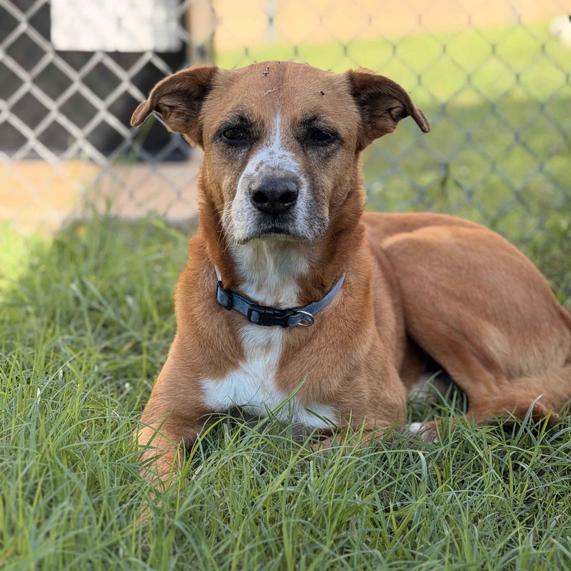 Enlarge Duncan, an adoptable Mixed Breed in Converse, TX image 4/6