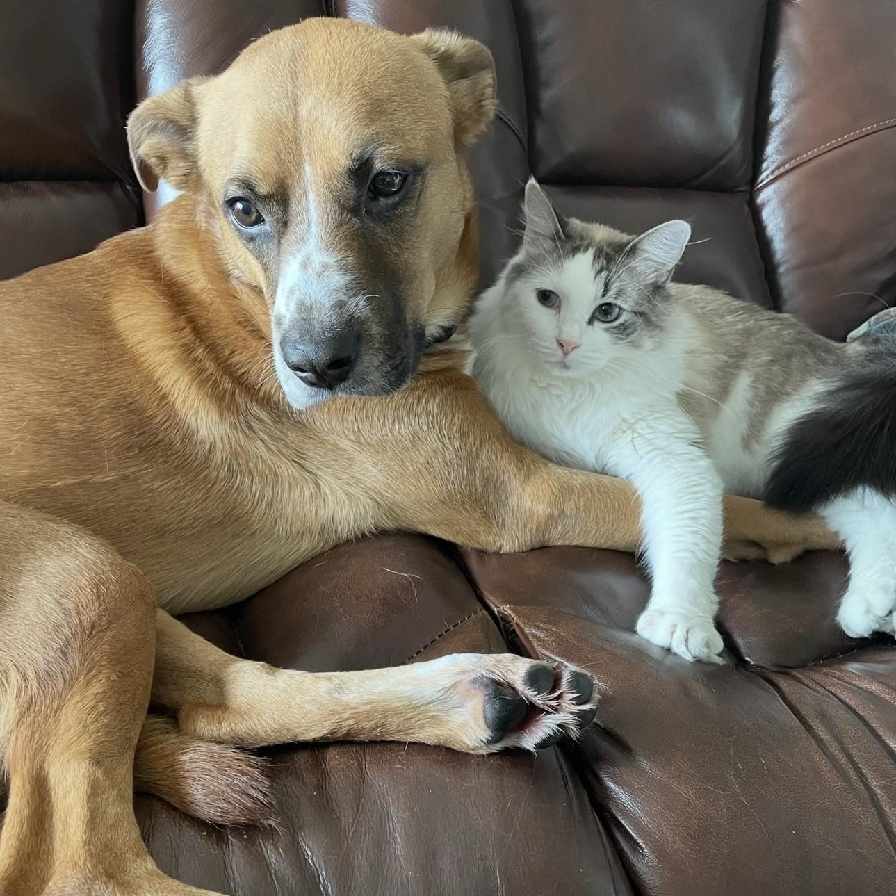 Enlarge Duncan, an adoptable Mixed Breed in Converse, TX image 3/6