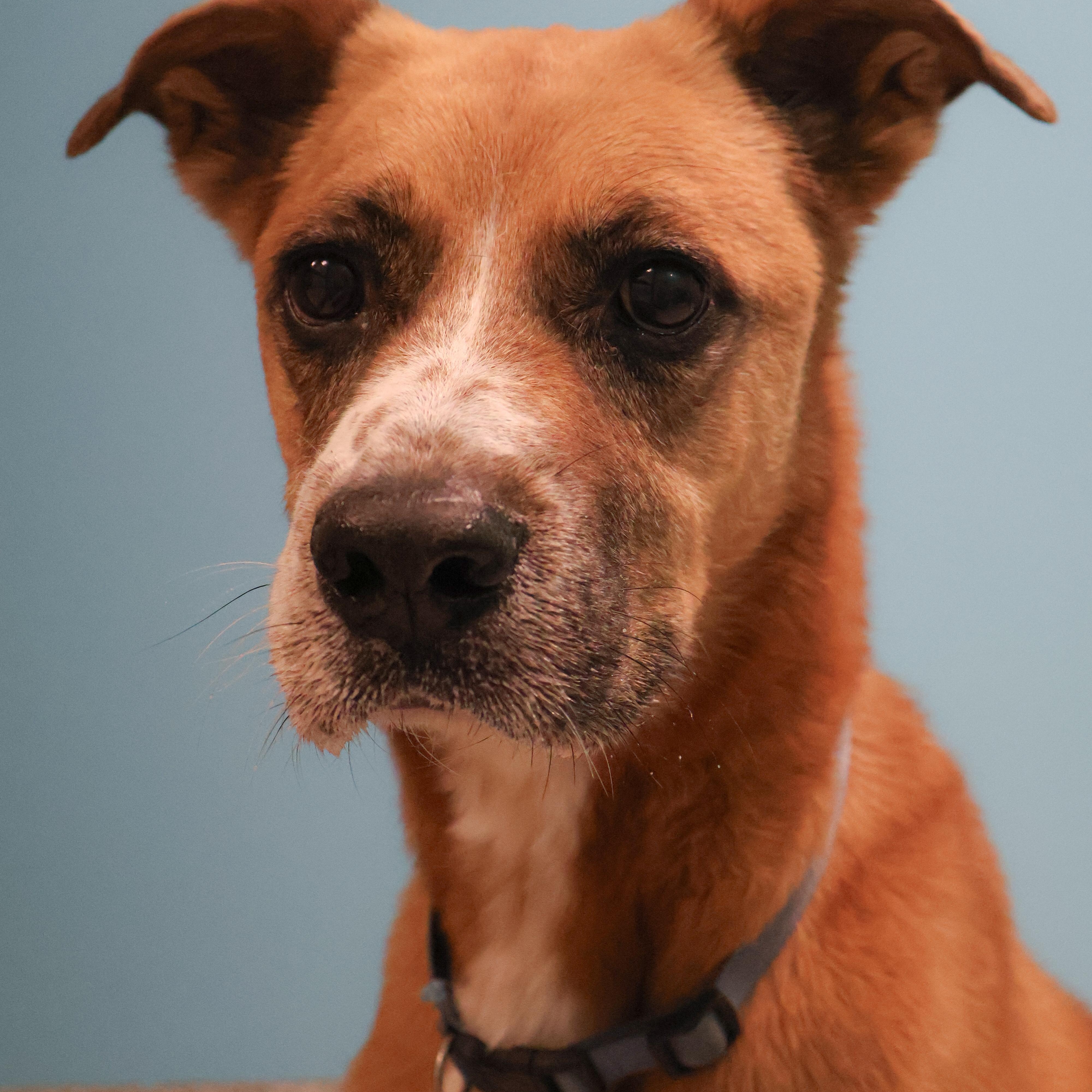 Enlarge Duncan, an adoptable Mixed Breed in Converse, TX image 5/6