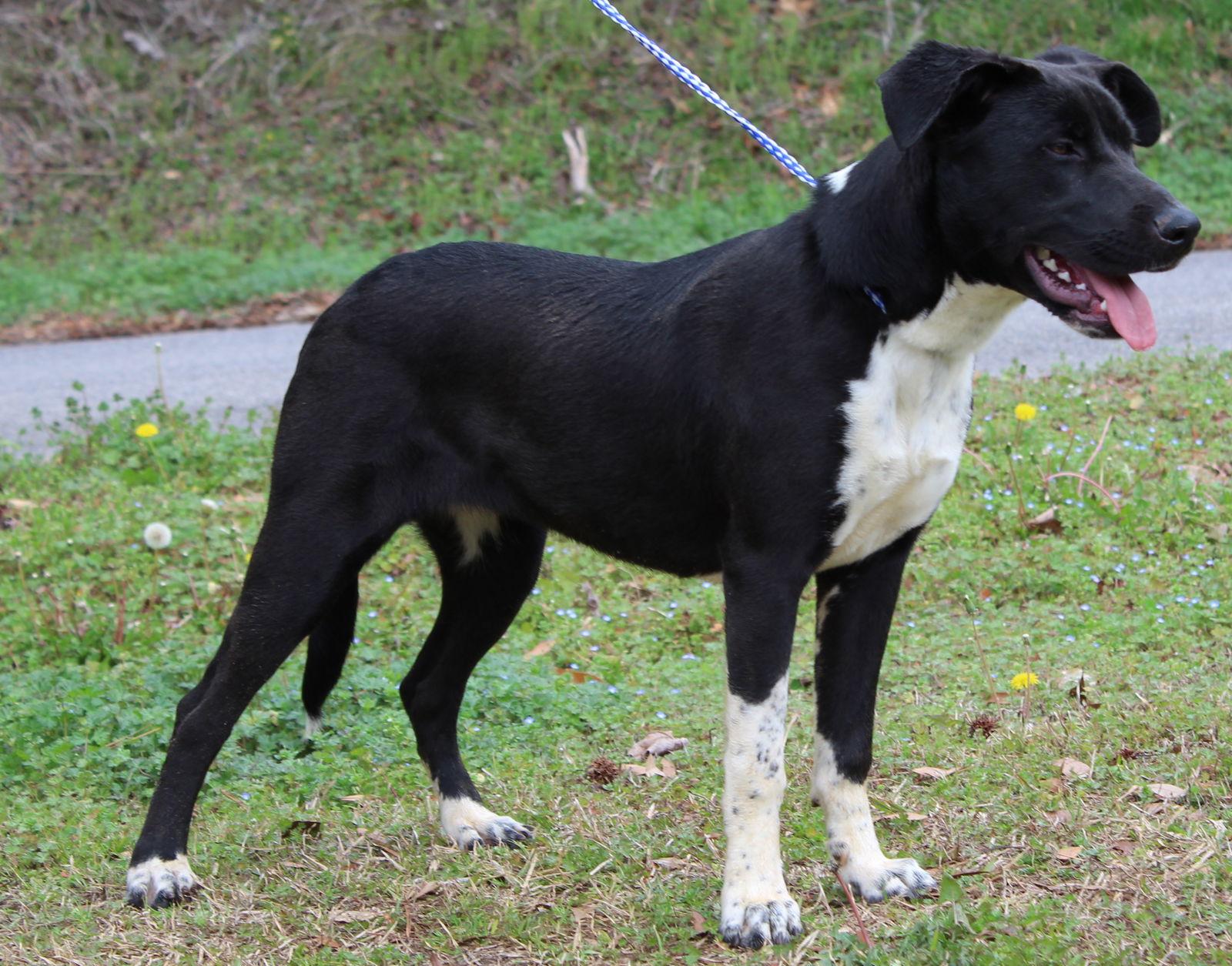 Orea 43163, Adoptable, Adult Female Labrador Retriever.