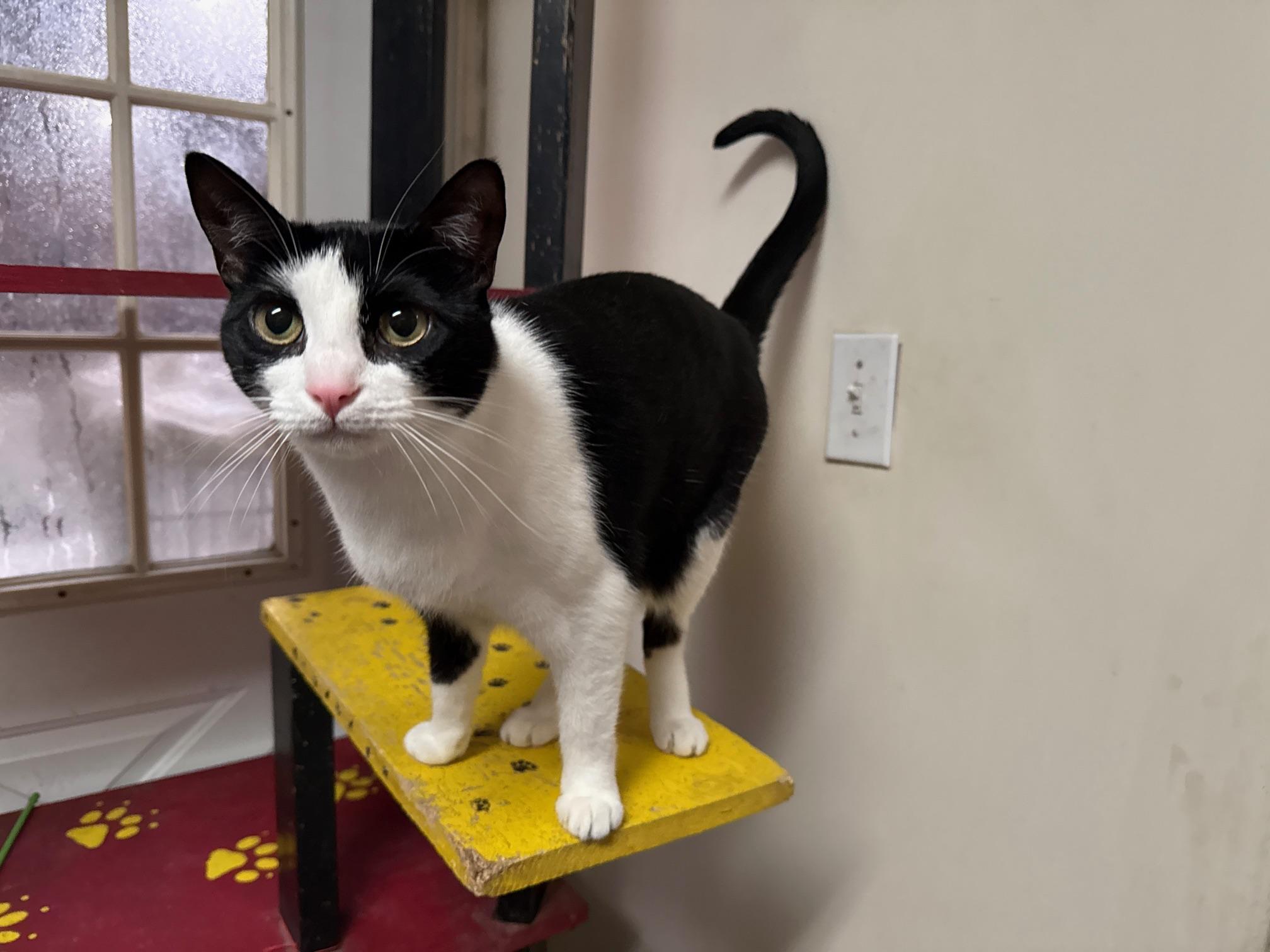 Pepper (Martini), Adoptable, Adult Female Domestic Short Hair.