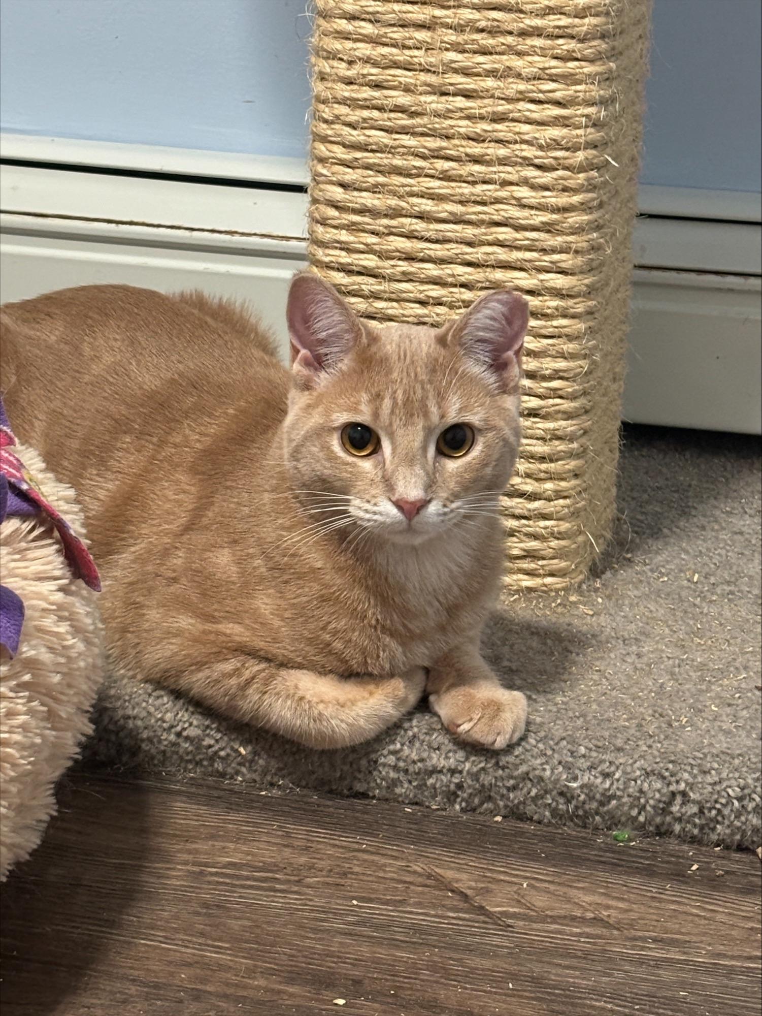 Enlarge Ricky, a Adoptable Domestic Short Hair in Salt Point, NY image 2/4