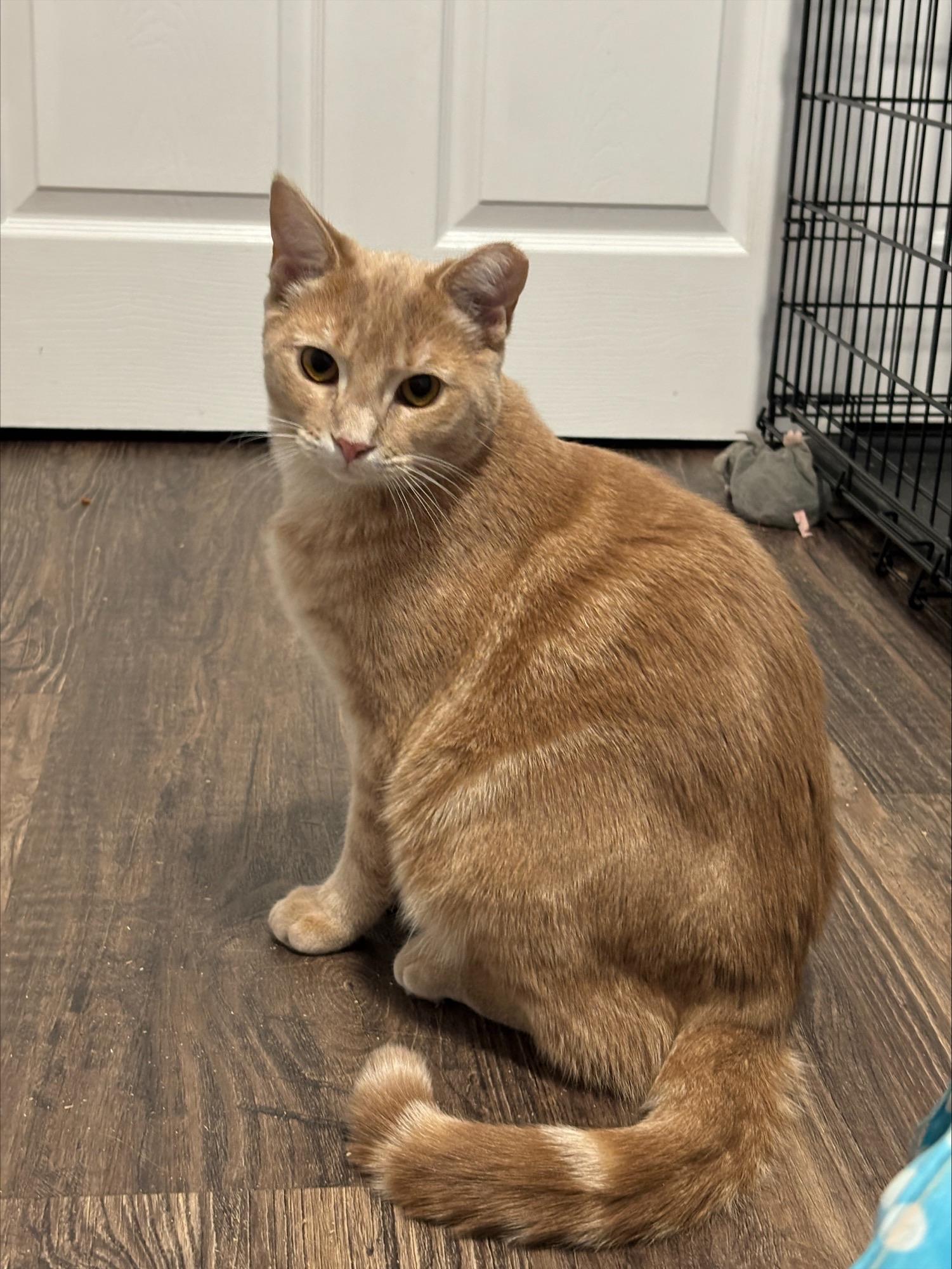 Enlarge Ricky, a Adoptable Domestic Short Hair in Salt Point, NY image 1/4