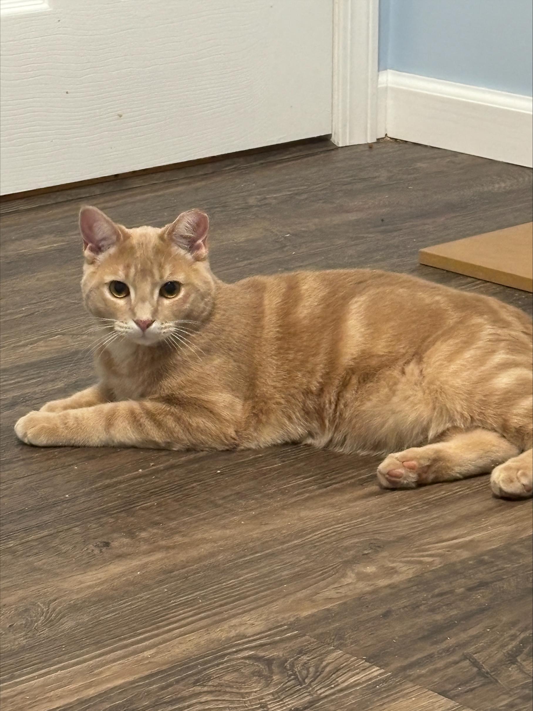 Enlarge Ricky, a Adoptable Domestic Short Hair in Salt Point, NY image 3/4