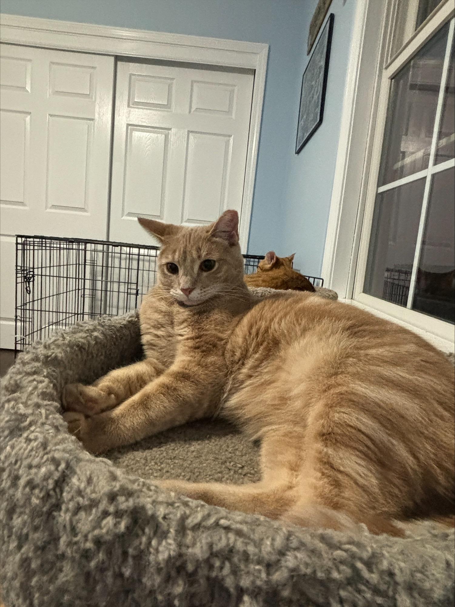 Enlarge Ricky, a Adoptable Domestic Short Hair in Salt Point, NY image 4/4