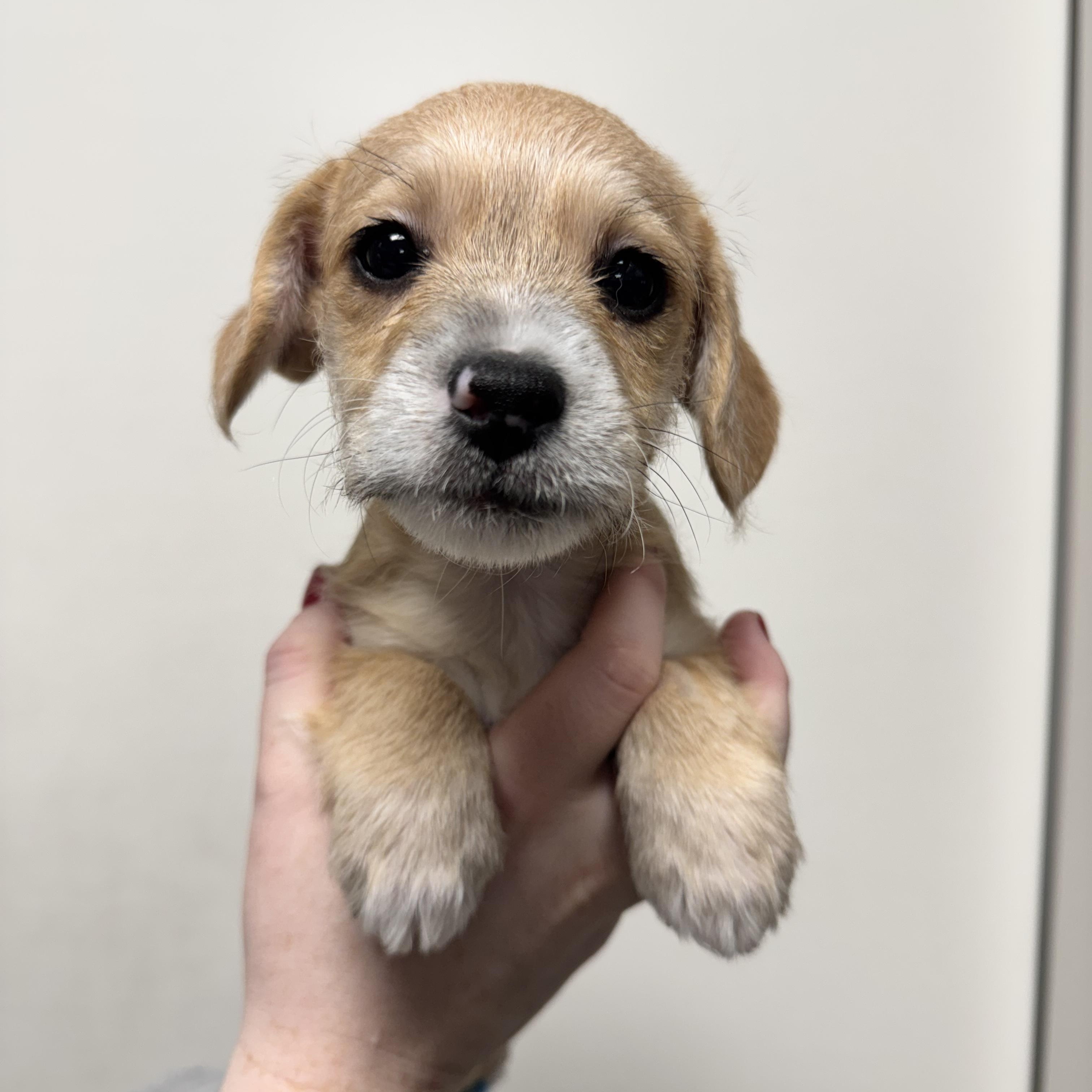 Tarzan , adopted, Puppy Male Terrier.