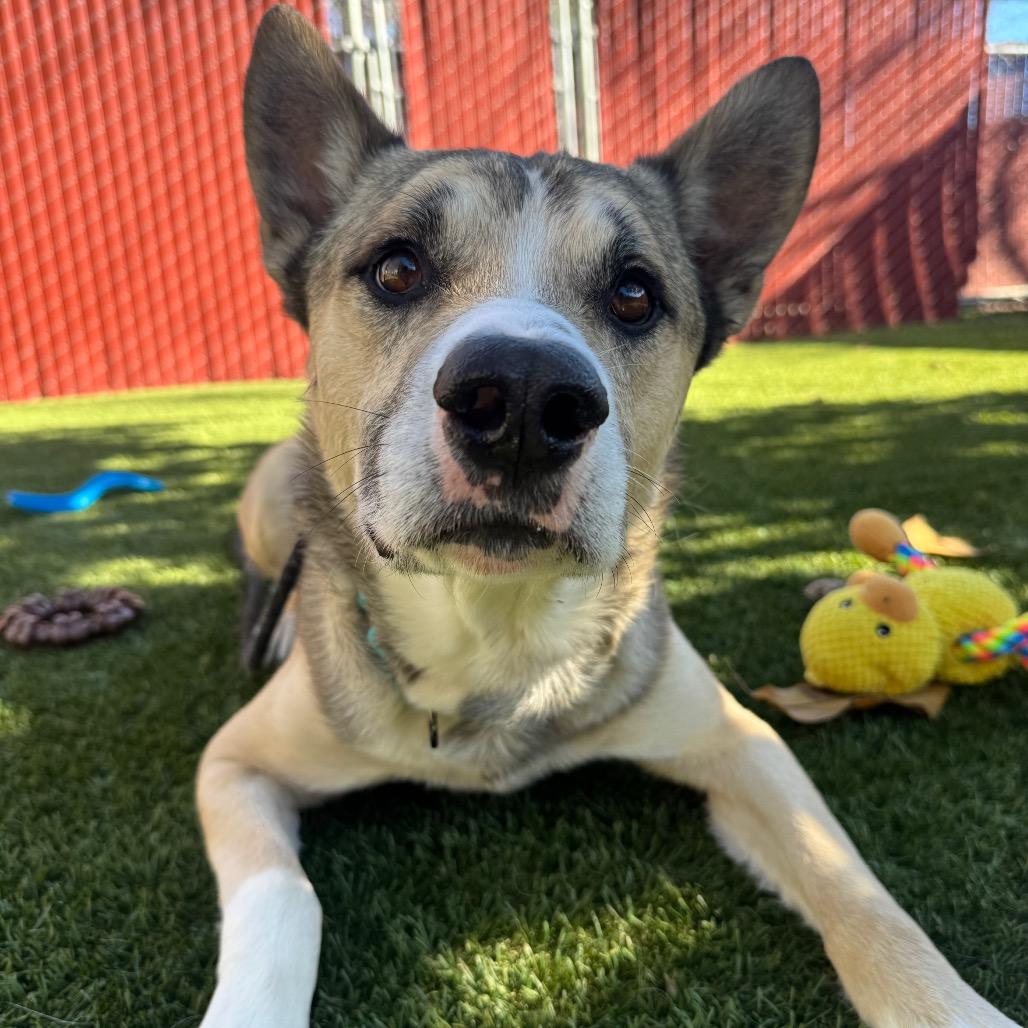 Enlarge Zeus, a Adoptable mixed breed in Buellton, CA image 1/6