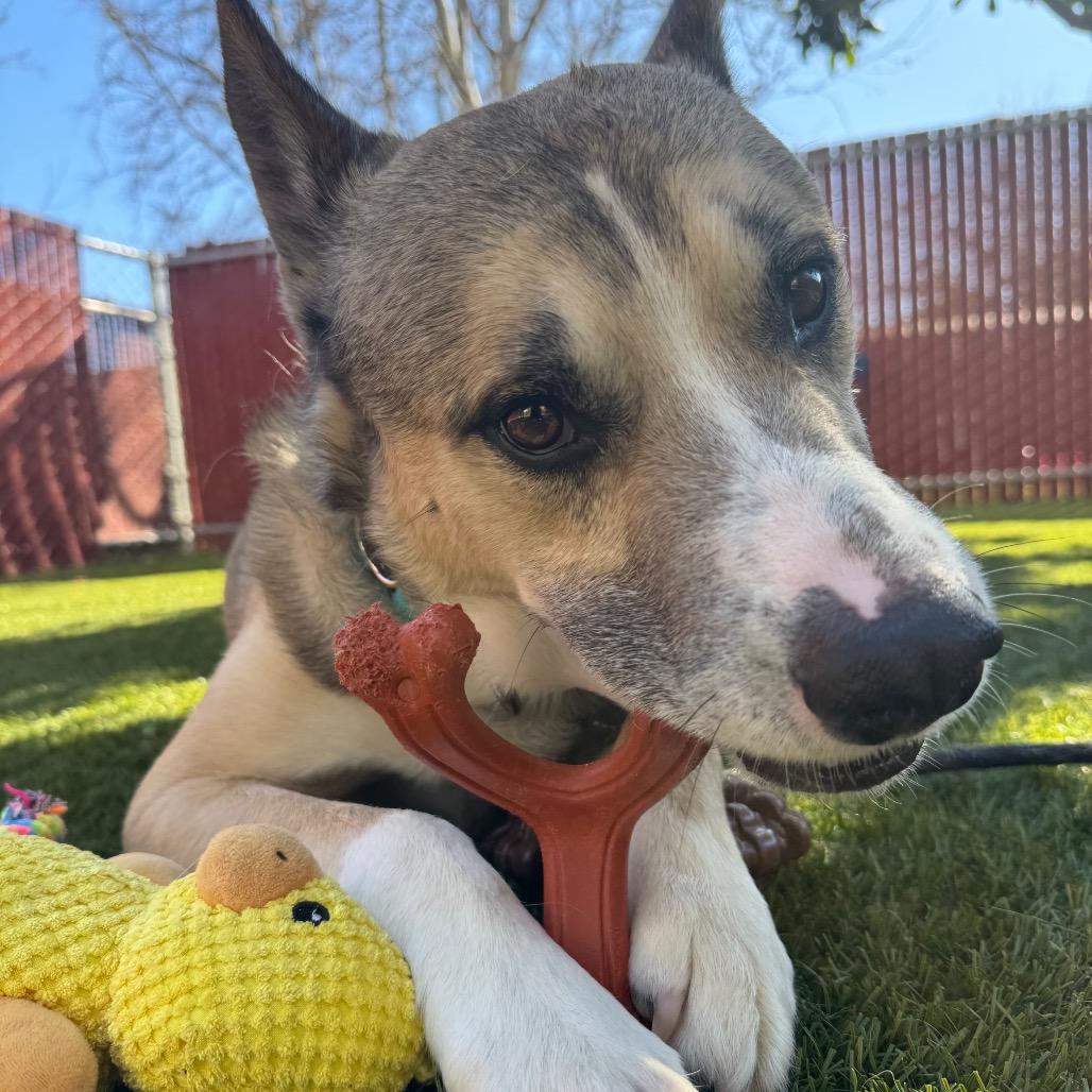 Enlarge Zeus, a Adoptable mixed breed in Buellton, CA image 3/6