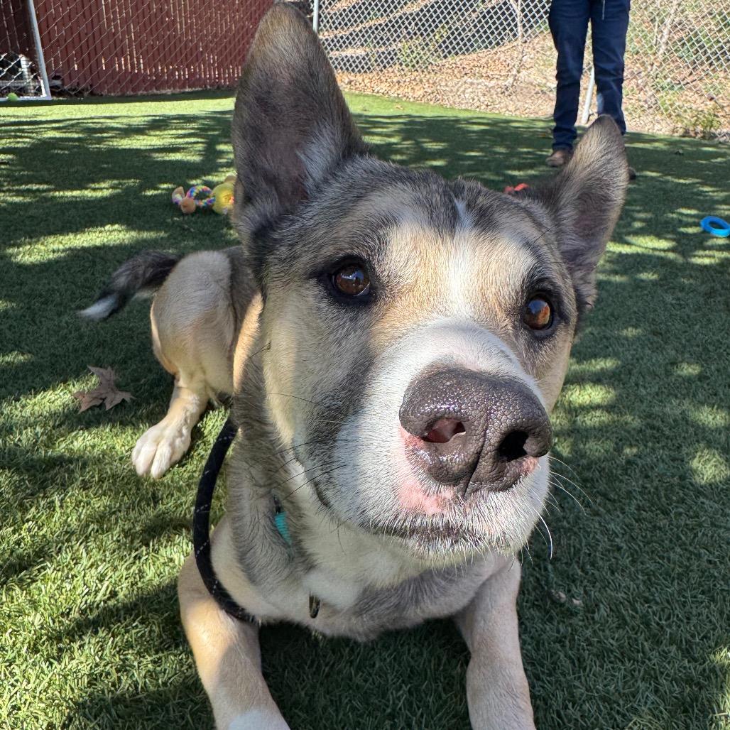 Enlarge Zeus, a Adoptable mixed breed in Buellton, CA image 6/6