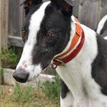 O YA GAME ON, Adoptable, Adult Male Greyhound.