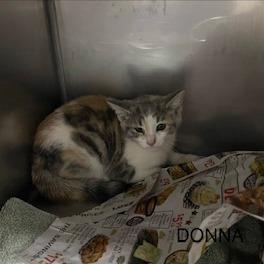 Donna, Adoptable, Kitten Female Domestic Short Hair.