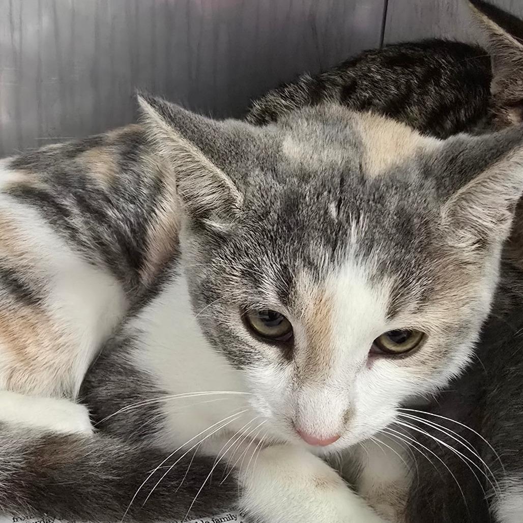 Enlarge Donna, a Adoptable Domestic Short Hair in Marble, NC image 2/2