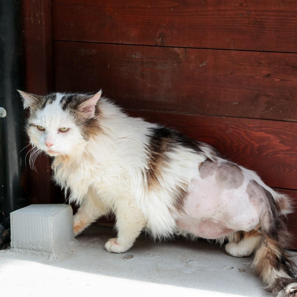 Charlie, Adoptable, Adult Male Domestic Long Hair.