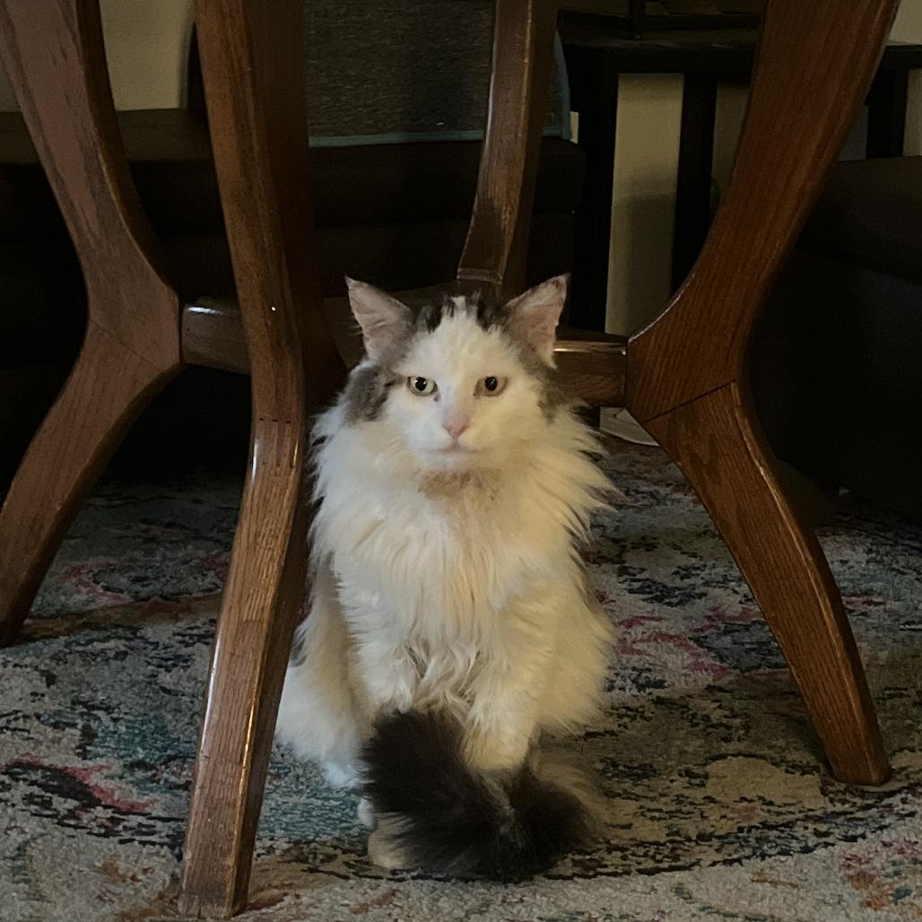 Enlarge Charlie, a Adoptable Domestic Long Hair in Santa Barbara, CA image 2/6