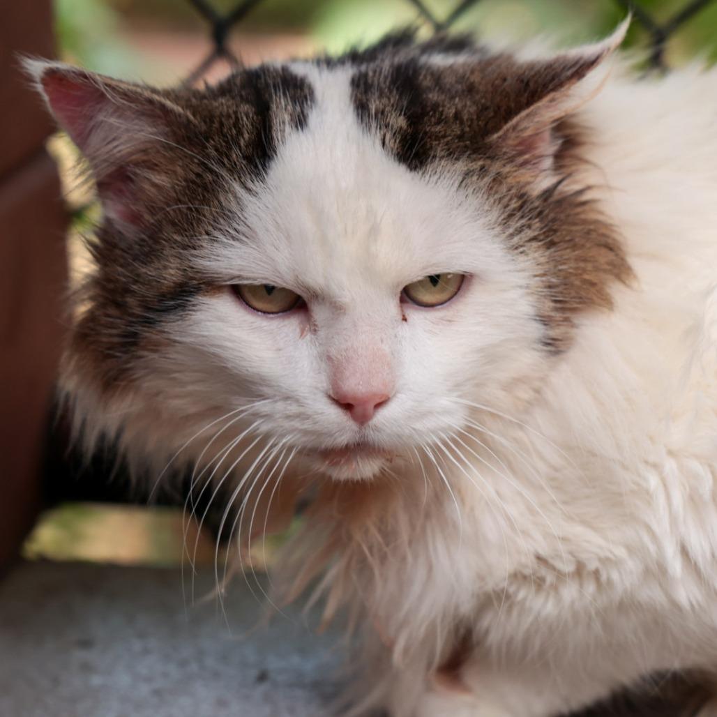 Enlarge Charlie, a Adoptable Domestic Long Hair in Santa Barbara, CA image 3/6