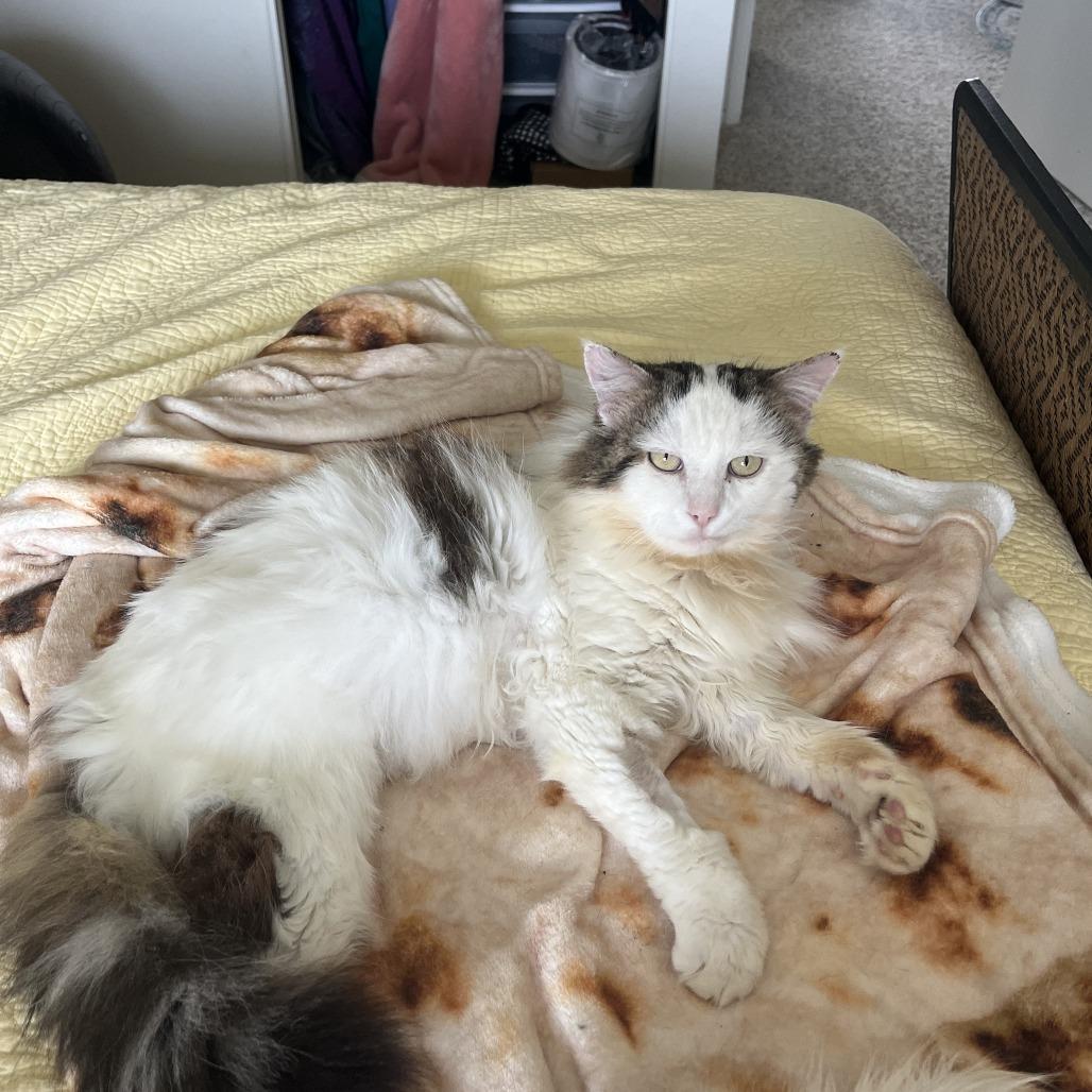 Enlarge Charlie, a Adoptable Domestic Long Hair in Santa Barbara, CA image 4/6