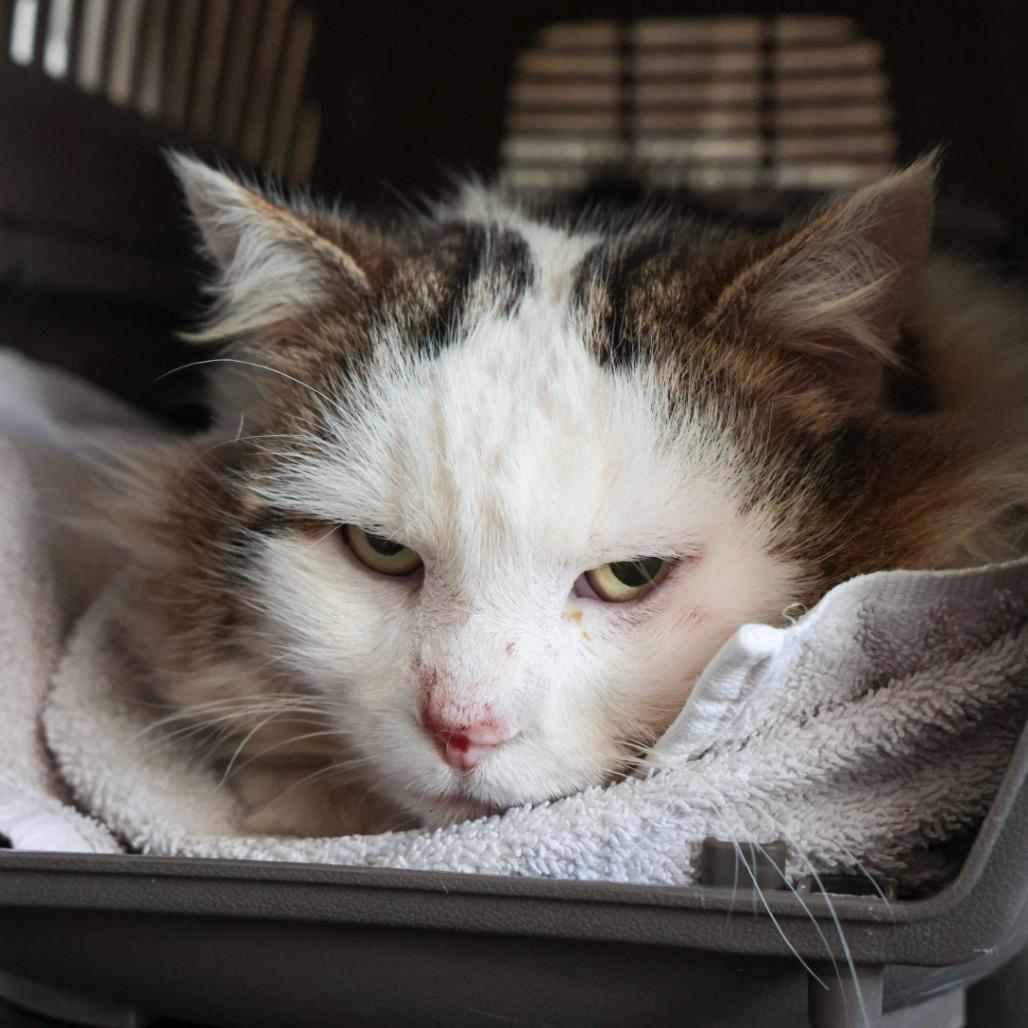 Enlarge Charlie, a Adoptable Domestic Long Hair in Santa Barbara, CA image 5/6