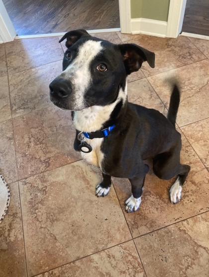 Enlarge Ozzy, a Adoptable mixed breed in Cumming, GA image 1/3