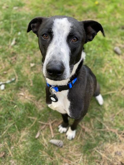 Ozzy, Adoptable, Young Male Border Collie & Hound.