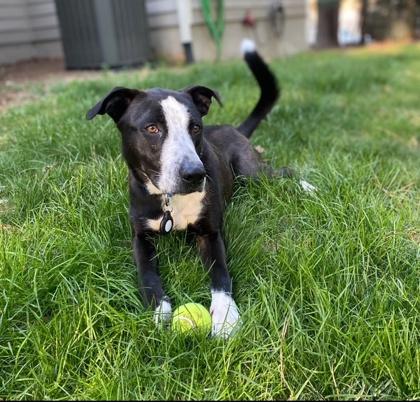 Enlarge Ozzy, a Adoptable mixed breed in Cumming, GA image 3/3