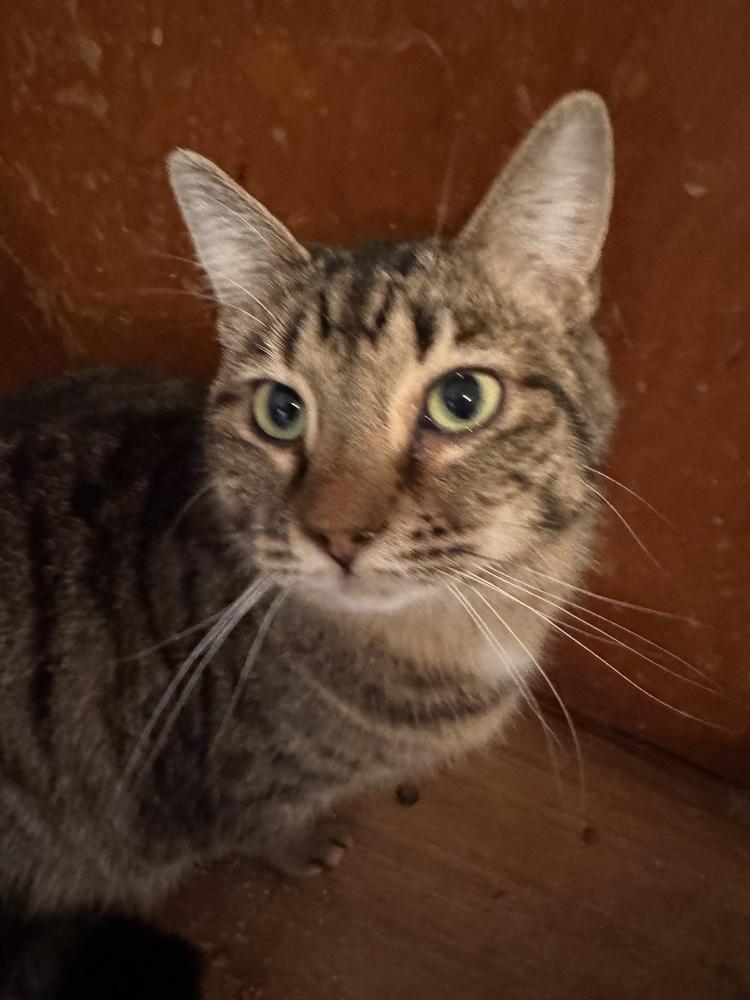Lil Cece, Adoptable, Adult Female Domestic Short Hair.