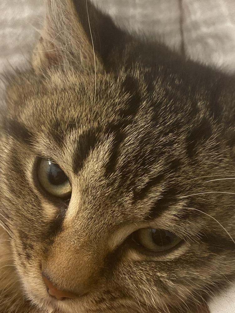 Enlarge Lil Cece, a Adoptable Domestic Short Hair in Plymouth, MI image 2/6